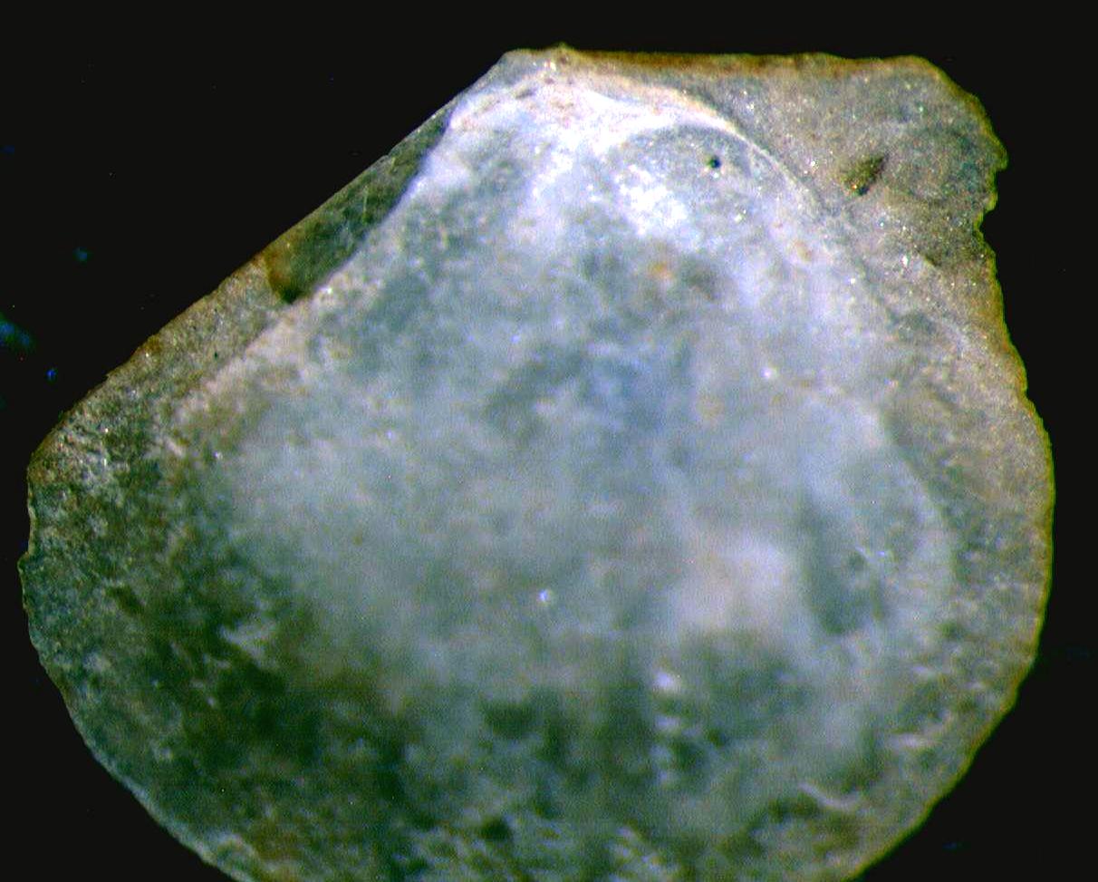 giovanissimo bivalve ????